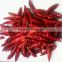 2016 dried chili red chili small hot chili/hot chilli pepper/chaotian chilli dry chili