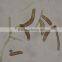 Individual low priced coarse cereal diseases microscope prepared slides