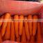 fresh carrot