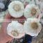 Supplier Garlic White garlic