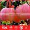 Chinese fresh honey fuji apple market price