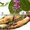 BNP Supply Best Natural Kudzu Root Extract
