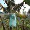 Small banana fruit tree