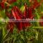 whole Dry Red Chilli