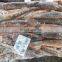 frozen argentine illex squid illex argentina whole round