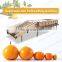 Passion Fruit Grading Machine Mandarin Orange Citrus Fruit Sorting Equipment