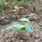 50pcs Hybrid f1 monkfruit or luohan guo monk fruit seeds Siraitia grosvenorii seed for planting