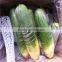 New crop fresh radish from Shandong