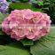 Cheap and good quality festival decorative fresh cut flowers hydrangea