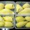 BEST PRICE VIETNAM FROZEN DURIAN