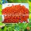 premier PE / PP / PS / ABS / PVC/PC / PA / PBT / PU / EVA plastic color masterbatch