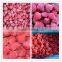 Supply Frozen dried strawberry dices with good quality for sale