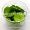 Vacuum Fried VF Dried Natural Sliced Green Turnip for sale