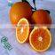 Best price Navel orange