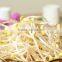Home Plastic soya bean sprout machine