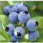Blueberry Extract Juice 65 Brix