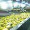 AUTOMATIC PINEAPPLE CANNING MACHINE