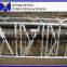 cattle farm handling equipment cattle cow headlock