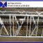 cattle handling equipment cattle headlock