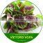 High Yield OP Purple Amaranth Seeds VGAP / Vegetable seeds