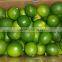 Fresh green seedless lime