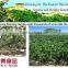 2016 new crop sweet fresh Chinese chestnut for sale