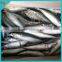 Sea frozen pacific mackerel 200-300g