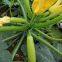 Early Maturity Light Green Peel Excellent Shining Zucchini Seed No.80