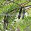 Dried Gleditsia/Caesalpinioideae/boket from Vietnam