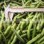 Xiamen Sinocharm Stringless Frozen Green Beans IQF Whole Green Beans