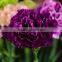 New purple crystal price fresh cut flowers carnation