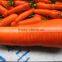 Large Potato Drum cleaning and polishing machine/carrot washing and polishing machine