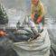 Frozen Skipjack Tuna Whole Round, skipjack tuna 1.8kgs up