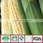 Frozen Style Waxy Corn Original from China