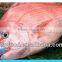 supply new catching fresh whole seabream fish
