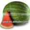 SX Chinese wide green stripe watermelon seed for sale