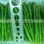 IQF Asparagus