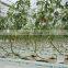 Tomato cucumber Planting bar greenhouse soilless cultivation rock sliver