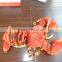 Lizard Rock Lobster Unique Plush Toy
