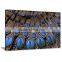 Color Feather Animal Decor Printed Canvas Art For Livingroom DWYS28