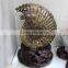 large natural snail ammonite Fossils for sale