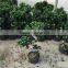 Outdoor bonsai for sale s shape