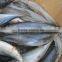 Sea Frozen Mackerel (frozen on boat) 300-500g