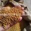 Fenugreek