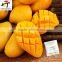 Factory direct price just the good quality Mango Ripener Ethylene(7)