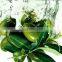 High Quality Olive Leaf Extract with Oleuropein from GMP Factory