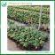 Ginseng Ficus Microcarpa