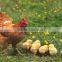 Agriculture product fertilizer organic chicken manure