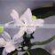 Home garden decoration 32cm long yellow bride vine artificial wedding flowers EXLHT03 0401