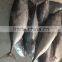 tuna fish origin xiamen